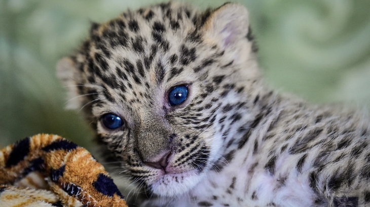 Ветеринару из Челябинска удалось спасти маленького леопарда