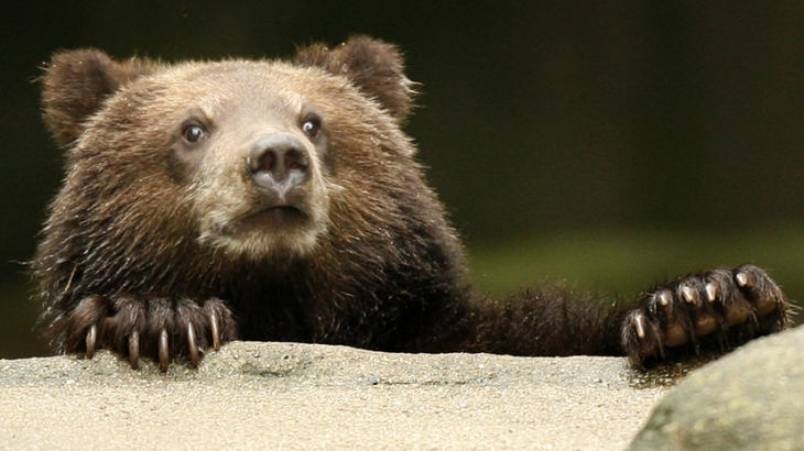 Охотник дал советы по защите от медведей