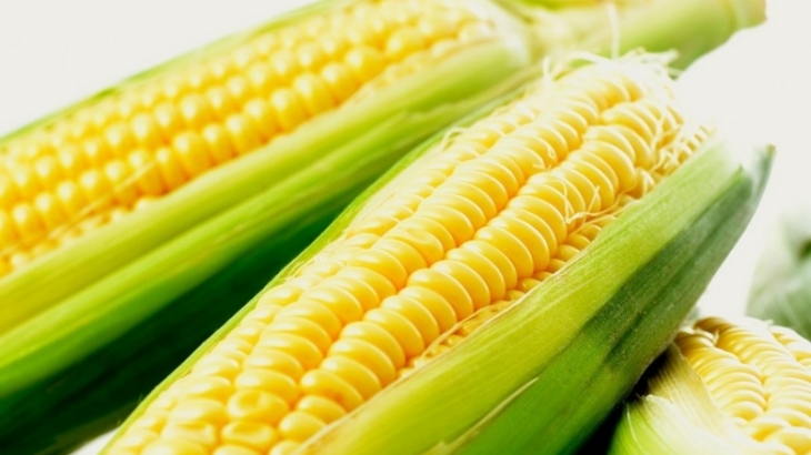 Урожай кукурузы в Приморье вырос почти на 17% и превысил 208 тыс. тонн