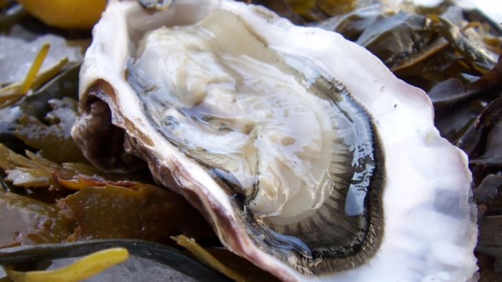 В Приморье будут добывать два новых вида моллюсков