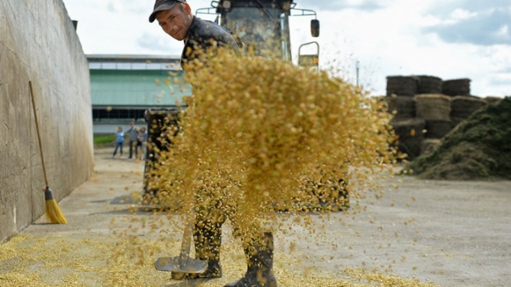 Российская пшеница потеснит американскую