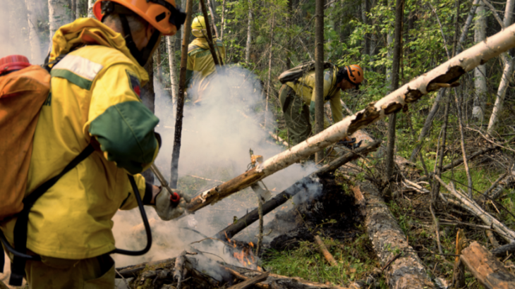 В России за сутки ликвидировали 81 лесной пожар
