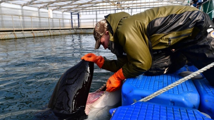 В Приморье отложили освобождение части косаток из "китовой тюрьмы"
