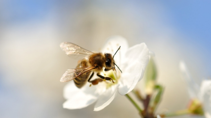 Специалист Иванов посоветовал обратиться к врачу при укусе осы или пчелы в область гортани