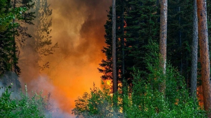 В Тюменской области завели 21 уголовное дело по фактам лесных пожаров